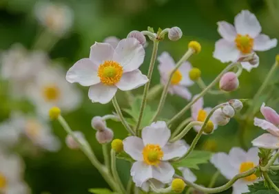 Vibrant Anemone: Nature's Delicate Garden Beauty