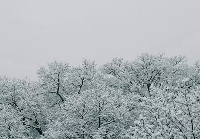 Winter Wonderland: Snow-Kissed Trees Against a Grey Sky