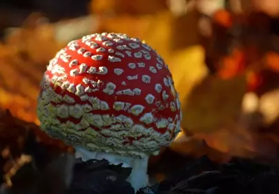 Vibrant Fly Agaric: Autumn's Dotted Red Charm