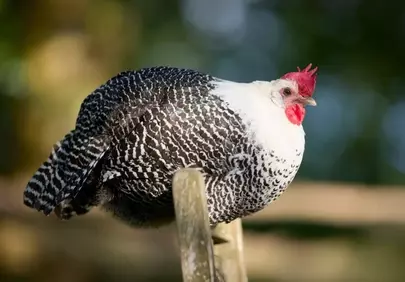 Stunning Braekel Hen: Patterned Plumage in Nature's Embrace