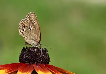 Enchanting Butterfly on Coneflower: A Summer Garden Scene
