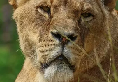 Majestic Lioness: Queen of the African Savanna