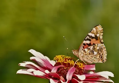 Vibrant Zinnia Blossom with a Painted Lady Butterfly