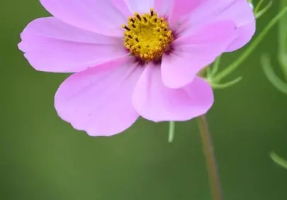 Vibrant Pink Cosmos Bloom in Lush Garden