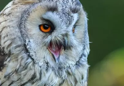 Captivating Long-Eared Owl: A Fierce Forest Hunter