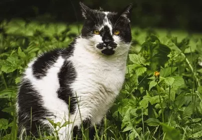 Striking Black and White Cat Portrait in Vibrant Greenery