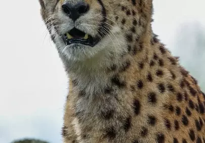 Stunning Cheetah Close-up: Apex Predator's Intense Gaze