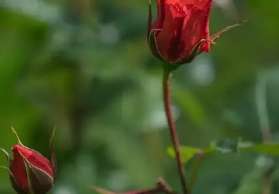 Vibrant Red Rosebuds: Spring's Romantic Promise