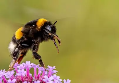 Vibrant Bumblebee on Verbena: Macro Summer Delight