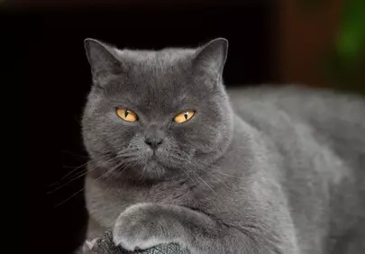 Enigmatic Gaze: British Shorthair Cat with Piercing Yellow Eyes