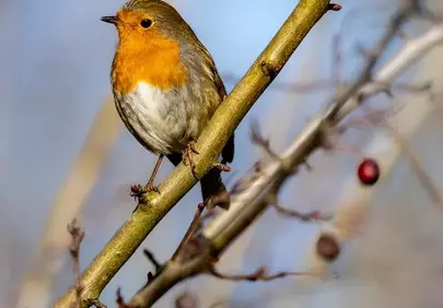 Vibrant Robin on Branch: Adorable Wildlife Wallpaper
