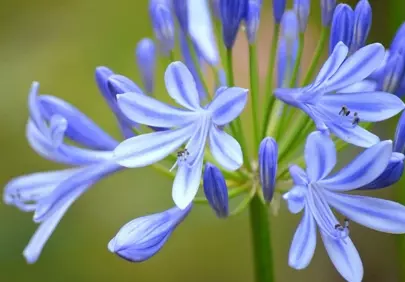 Stunning Blue Agapanthus: A Symphony of Nature's Hues