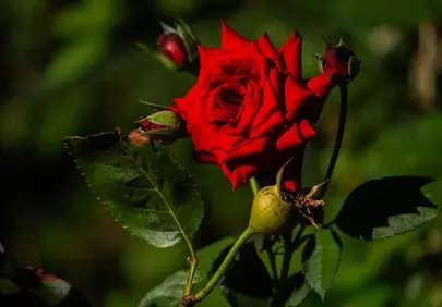 Vivid Crimson Rose: A Summer Garden's Heartbeat