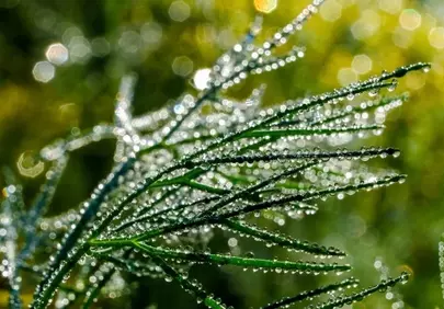 Sparkling Dewdrops Adorn Lush Greenery at Sunrise