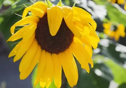 Vibrant Golden Hour Sunflower: A Summer's Last Radiance