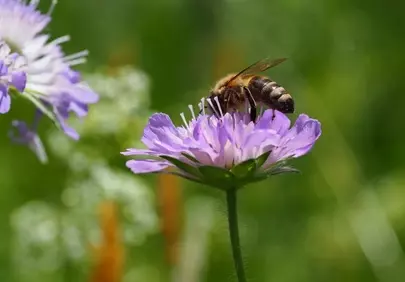 Vibrant Macro: Honeybee Pollinating Purple Scabiosa Flower