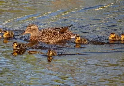 Charming Mallard Duck with Adorable Ducklings Swimming in Serene Lake