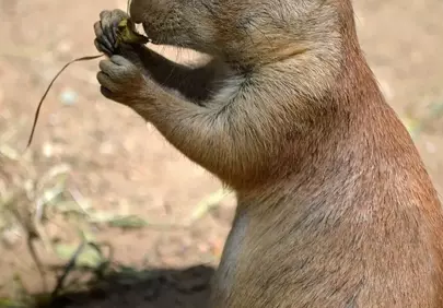 Charming Prairie Dog Enjoying a Woodland Snack
