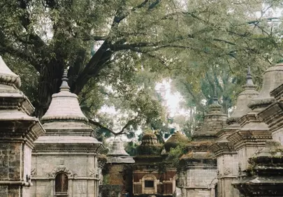 Ancient Stupas Under Majestic Tree Canopy