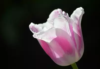 Vibrant Pink & White Tulip on Deep Black