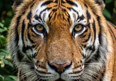 Intense Gaze: Striking Close-up of a Wild Bengal Tiger