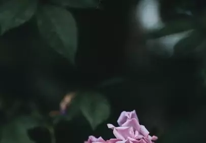 Delicate Butterfly Resting on a Leaf Above Pink Flowers