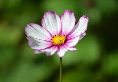 Stunning White & Pink Cosmos: A Summer Garden Jewel