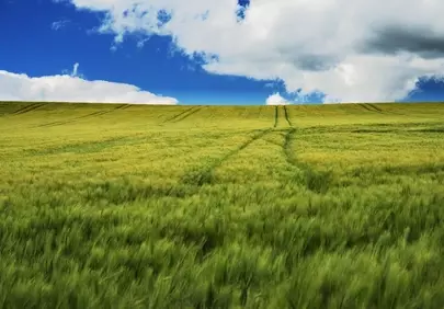 Vibrant Green Fields Under a Dynamic Sky