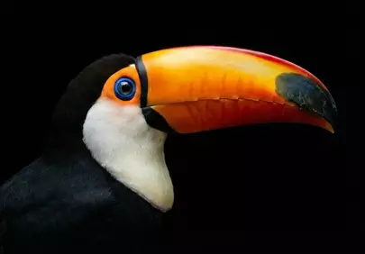 Vibrant Toco Toucan: A Tropical Marvel on Black