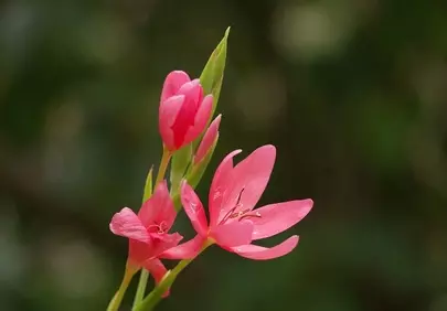 Vibrant Pink Blooms: A Close-Up of Nature's Delicate Art