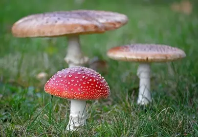 Vibrant Fly Agaric: Autumn's Enigmatic Beauty