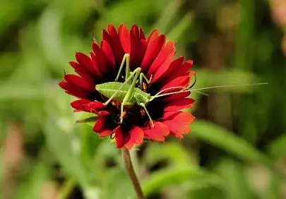 Vibrant Macro: Grasshopper Rests on Fiery Red Flower