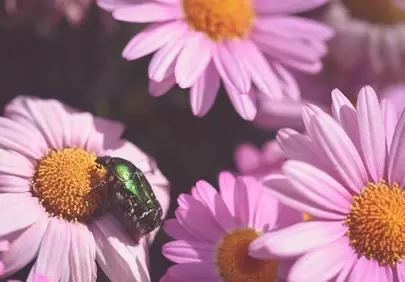 Vibrant Macro: Emerald Beetle on Pink Daisy