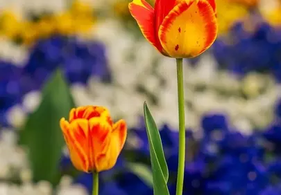 Vibrant Yellow and Red Tulips Bloom in a Spring Garden