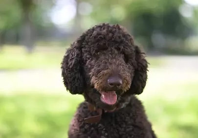 Charming Brown Poodle: Happy Outdoor Close-up