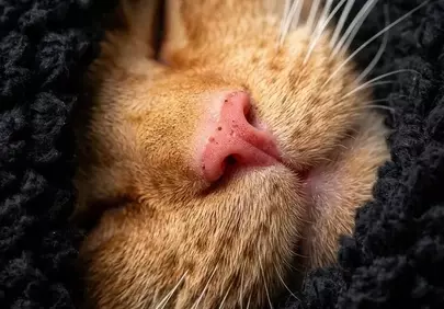 Adorably Cozy: Close-up of a Sleeping Ginger Kitten