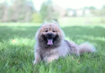 Charming Eurasier: A Fluffy Friend in Nature