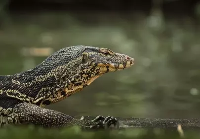 Intricate Scales: Majestic Monitor Lizard Portrait by the Riverbank