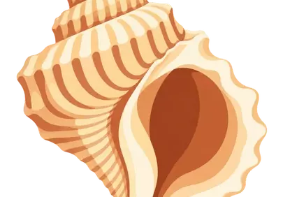 Stunning Spiral Seashell: A Natural Coastal Treasure