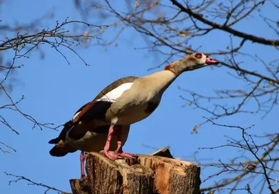 Vibrant Egyptian Goose on High Perch Against Blue Sky