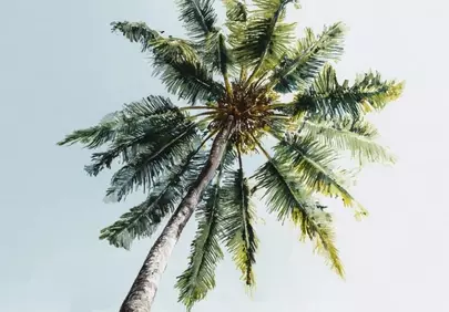 Stunning Tropical Paradise: Iconic Palm Tree Against Blue Sky