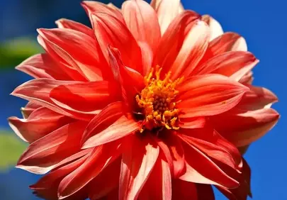 Vibrant Red Dahlia Blooms Against Azure Sky
