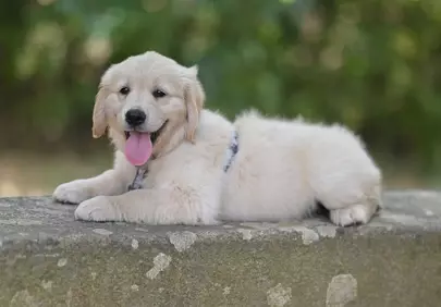 Adorably Fluffy Golden Retriever Puppy Lounging Outdoors