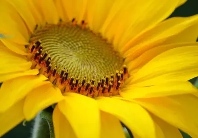 Vibrant Summer Delight: Macro Shot of a Blooming Sunflower