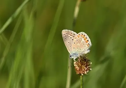 Enchanting Blue Butterfly: A Close-up of Nature's Delicate Beauty