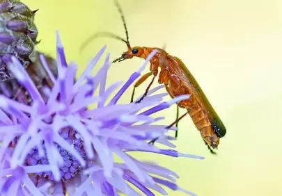 Vibrant Macro: Beetle on Purple Centaurium Bloom
