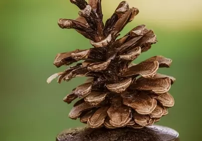 Stunning Macro: Pinecone's Rustic Charm on Green
