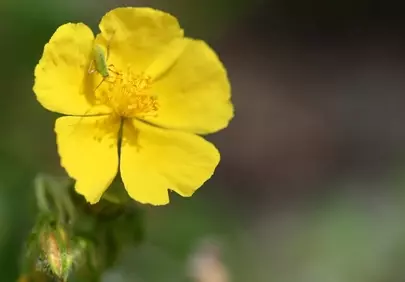 Vibrant Yellow Wildflower: Grasshopper's Delicate Perch