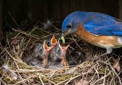 Heartwarming Bluebird Feeding Its Hungry Hatchlings