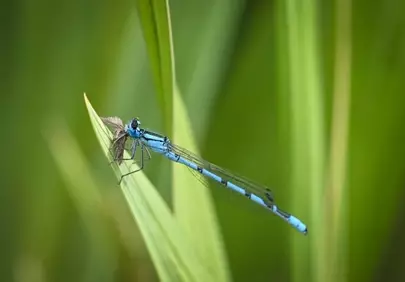 Vivid Blue Damselfly Captures Prey on a Green Leaf